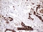 MGC12965 Antibody in Immunohistochemistry (Paraffin) (IHC (P))