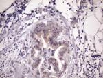 MGC12965 Antibody in Immunohistochemistry (Paraffin) (IHC (P))