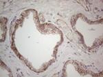 MGC12965 Antibody in Immunohistochemistry (Paraffin) (IHC (P))