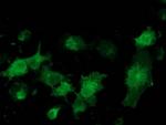 MGRN1 Antibody in Immunocytochemistry (ICC/IF)