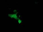 MGRN1 Antibody in Immunocytochemistry (ICC/IF)