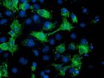 MGRN1 Antibody in Immunocytochemistry (ICC/IF)