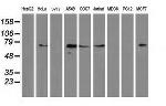 MGRN1 Antibody in Western Blot (WB)