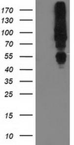 MGRN1 Antibody in Western Blot (WB)