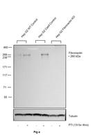 Fibronectin Antibody in Western Blot (WB)