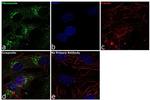 Fibronectin Antibody in Immunocytochemistry (ICC/IF)