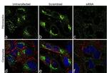 Fibronectin Antibody