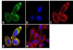 Follicle Stimulating Hormone Antibody in Immunocytochemistry (ICC/IF)