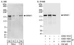 MINK1 Antibody in Western Blot (WB)