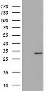 MIOX Antibody in Western Blot (WB)