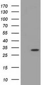 MIOX Antibody in Western Blot (WB)