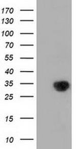 MIOX Antibody in Western Blot (WB)