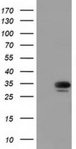 MIOX Antibody in Western Blot (WB)