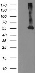 MKRN1 Antibody in Western Blot (WB)