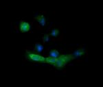 MLANA Antibody in Immunocytochemistry (ICC/IF)