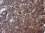 MLANA Antibody in Immunohistochemistry (Paraffin) (IHC (P))