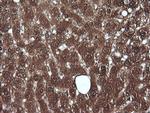 MLANA Antibody in Immunohistochemistry (Paraffin) (IHC (P))