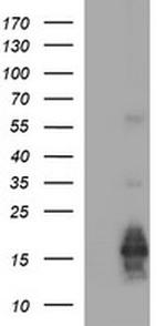 MLANA Antibody in Western Blot (WB)