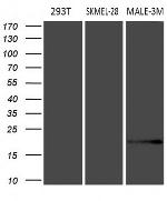 MLANA Antibody in Western Blot (WB)