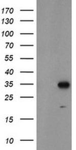 MLF1 Antibody in Western Blot (WB)