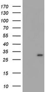 MLF1 Antibody in Western Blot (WB)