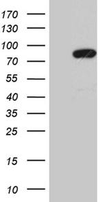 MLH1 Antibody in Western Blot (WB)