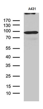 MLH1 Antibody in Western Blot (WB)