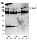 MLL1 Antibody in Western Blot (WB)