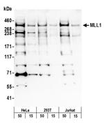 MLL1 Antibody in Western Blot (WB)