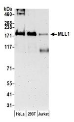 MLL1 Antibody in Western Blot (WB)