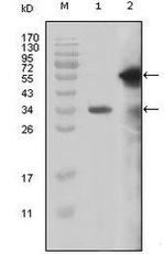 HRX Antibody in Western Blot (WB)