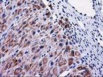 MMAB Antibody in Immunohistochemistry (Paraffin) (IHC (P))