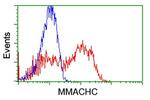 MMACHC Antibody in Flow Cytometry (Flow)