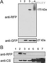 GFP Antibody in Western Blot (WB)