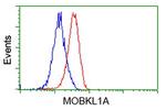 MOBKL1A Antibody in Flow Cytometry (Flow)