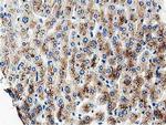 MOBKL1A Antibody in Immunohistochemistry (Paraffin) (IHC (P))