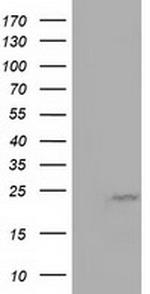 MOBKL1A Antibody in Western Blot (WB)