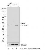 PAI1 Antibody