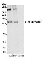 MPRIP/M-RIP Antibody in Western Blot (WB)