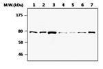 MRE11 Antibody in Western Blot (WB)