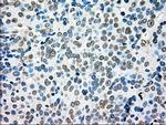 MRI1 Antibody in Immunohistochemistry (Paraffin) (IHC (P))