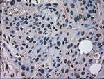 MRI1 Antibody in Immunohistochemistry (Paraffin) (IHC (P))