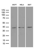 MRPL44 Antibody in Western Blot (WB)