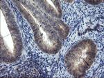 MRPS27 Antibody in Immunohistochemistry (Paraffin) (IHC (P))