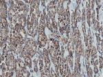 MRPS27 Antibody in Immunohistochemistry (Paraffin) (IHC (P))