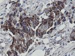 MRPS27 Antibody in Immunohistochemistry (Paraffin) (IHC (P))