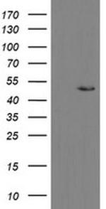 MRPS27 Antibody in Western Blot (WB)