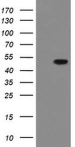 MRPS27 Antibody in Western Blot (WB)