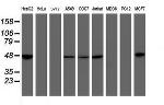 MRPS27 Antibody in Western Blot (WB)