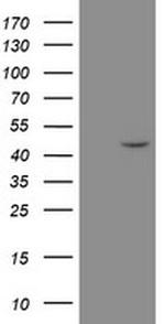 MRPS27 Antibody in Western Blot (WB)